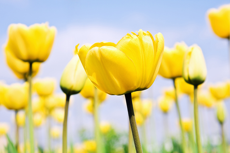 柳掌柜cc的個人主頁（封面預覽） - 主頁封面設置 - 站酷設計師柳掌柜cc原創(chuàng)素材 - 站酷ZCOOL