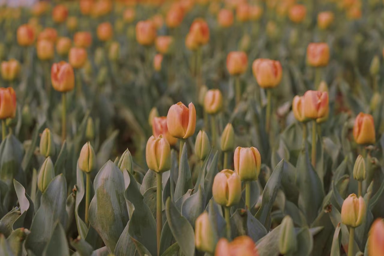 猫猫嗷的个人主页（封面预览） - 主页封面设置 - 站酷设计师猫猫嗷原创素材 - 站酷ZCOOL