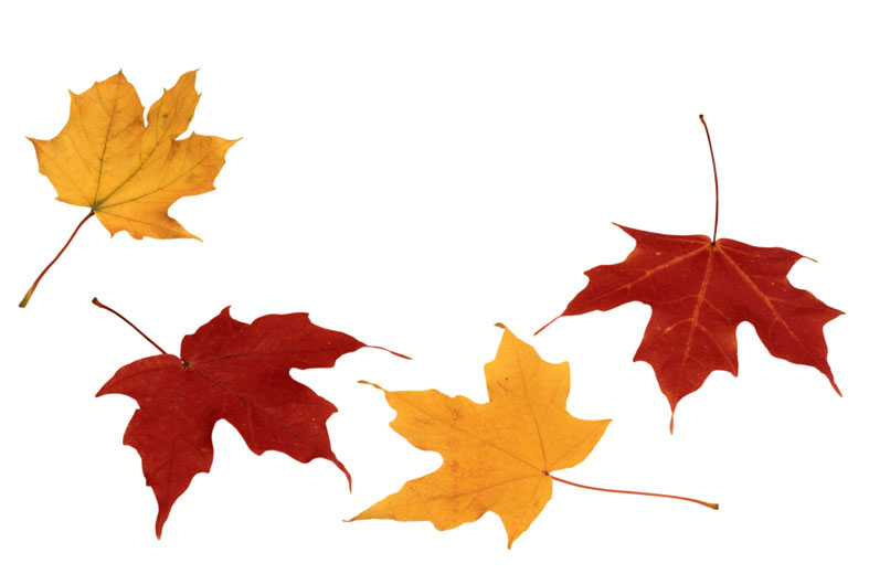 小白灰的个人主页（封面预览） - 主页封面设置 - 站酷设计师小白灰原创素材 - 站酷ZCOOL