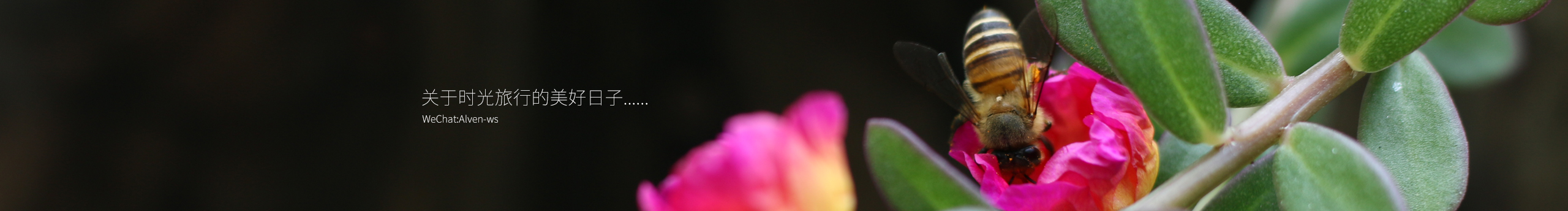 Alven薰衣草的個(gè)人主頁(yè)（封面預(yù)覽） - 主頁(yè)封面設(shè)置 - 站酷設(shè)計(jì)師Alven薰衣草原創(chuàng)素材 - 站酷ZCOOL