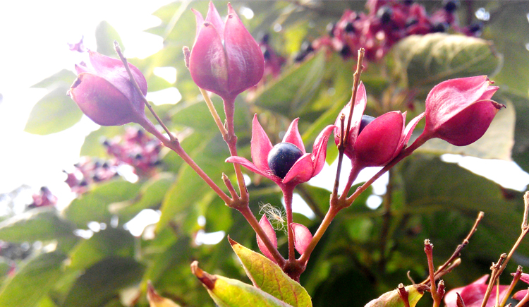 勺子姑凉的个人主页（封面预览） - 主页封面设置 - 站酷设计师勺子姑凉原创素材 - 站酷ZCOOL