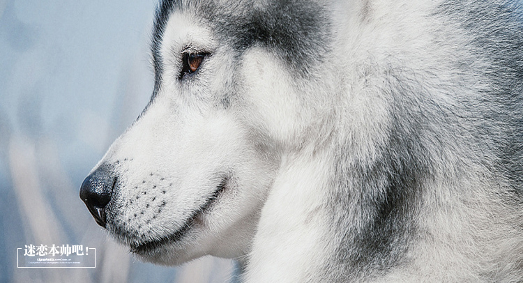 一闻的个人主页（封面预览） - 主页封面设置 - 站酷设计师一闻原创素材 - 站酷ZCOOL