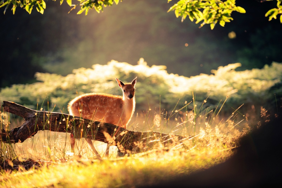 mania的個(gè)人主頁(yè)（封面預(yù)覽） - 主頁(yè)封面設(shè)置 - 站酷設(shè)計(jì)師mania原創(chuàng)素材 - 站酷ZCOOL