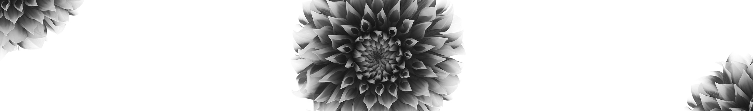 隔壁的张大白白的个人主页（封面预览） - 主页封面设置 - 站酷设计师隔壁的张大白白原创素材 - 站酷ZCOOL