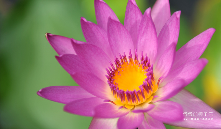 懶懶的獅子座的個人主頁（封面預覽） - 主頁封面設置 - 站酷設計師懶懶的獅子座原創(chuàng)素材 - 站酷ZCOOL