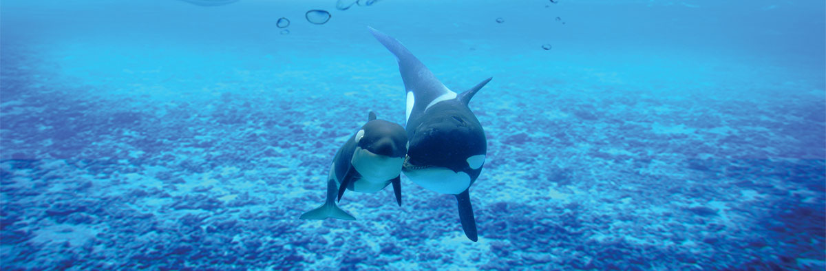 small小虎鲸的个人主页（封面预览） - 主页封面设置 - 站酷设计师small小虎鲸原创素材 - 站酷ZCOOL