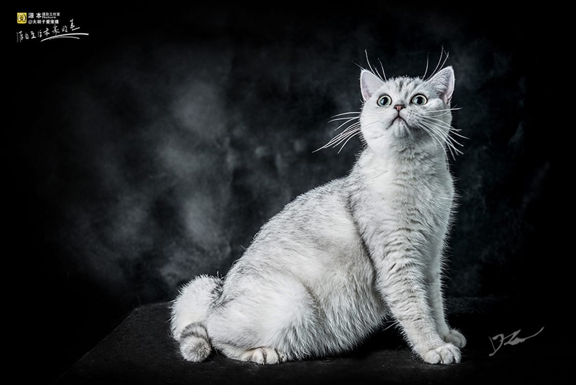 妖兔姬的个人主页（封面预览） - 主页封面设置 - 站酷设计师妖兔姬原创素材 - 站酷ZCOOL