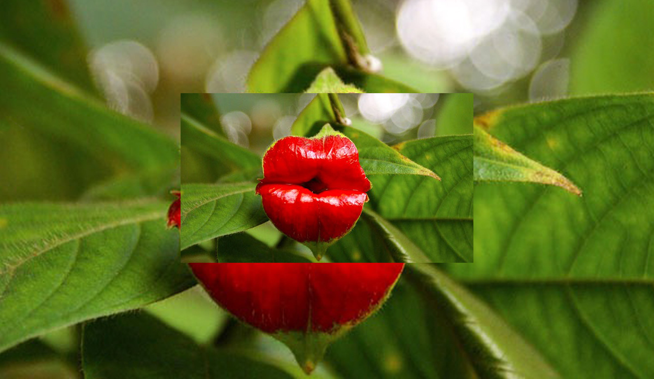 張跑跑的個(gè)人主頁（封面預(yù)覽） - 主頁封面設(shè)置 - 站酷設(shè)計(jì)師張跑跑原創(chuàng)素材 - 站酷ZCOOL