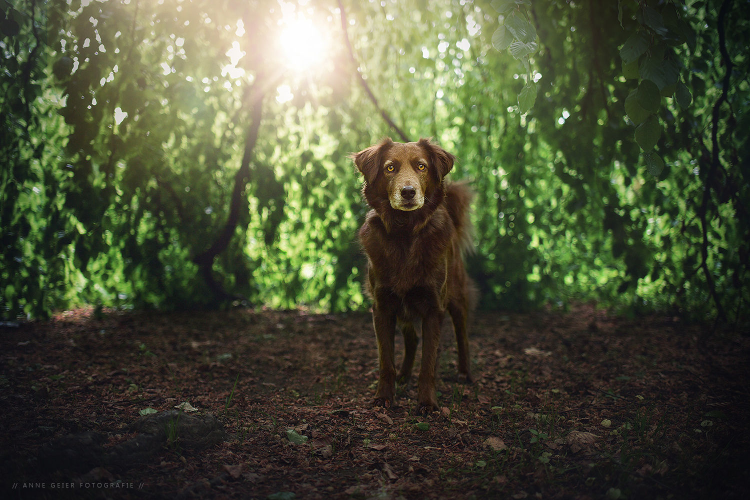 樂极生悲的个人主页（封面预览） - 主页封面设置 - 站酷设计师樂极生悲原创素材 - 站酷ZCOOL