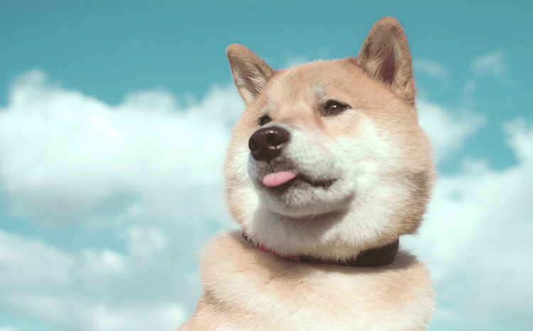 正宗的小阿飞的个人主页（封面预览） - 主页封面设置 - 站酷设计师正宗的小阿飞原创素材 - 站酷ZCOOL