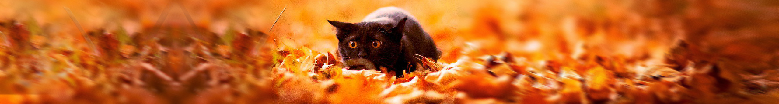 韩小点66的个人主页（封面预览） - 主页封面设置 - 站酷设计师韩小点66原创素材 - 站酷ZCOOL