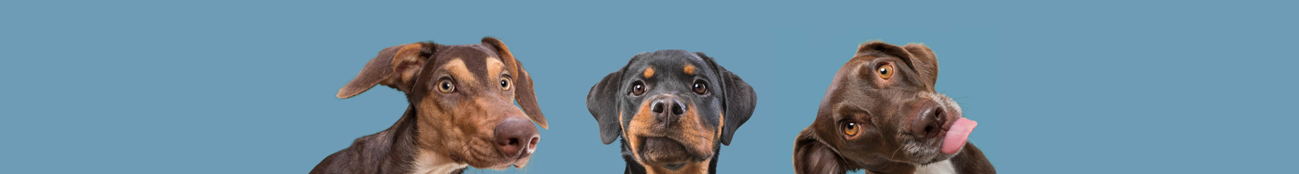 张毅文的个人主页（封面预览） - 主页封面设置 - 站酷设计师张毅文原创素材 - 站酷ZCOOL