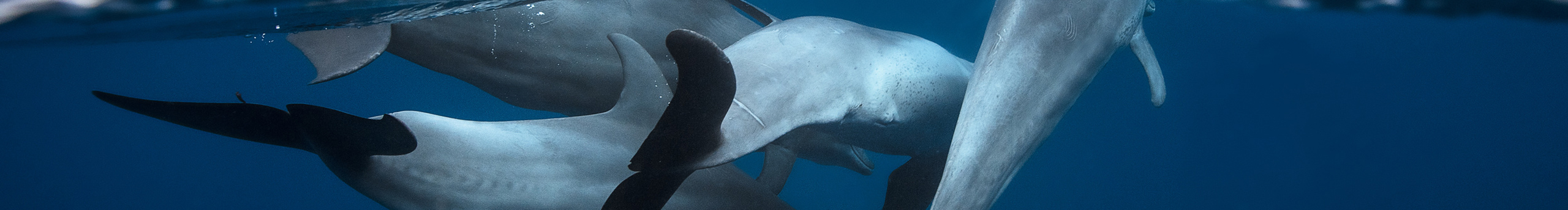 关舒菱的个人主页（封面预览） - 主页封面设置 - 站酷设计师关舒菱原创素材 - 站酷ZCOOL