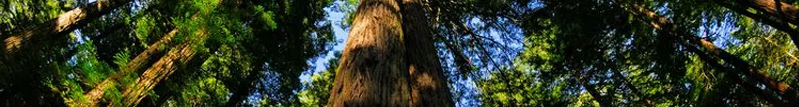 小白兔617的個(gè)人主頁(yè)（封面預(yù)覽） - 主頁(yè)封面設(shè)置 - 站酷設(shè)計(jì)師小白兔617原創(chuàng)素材 - 站酷ZCOOL