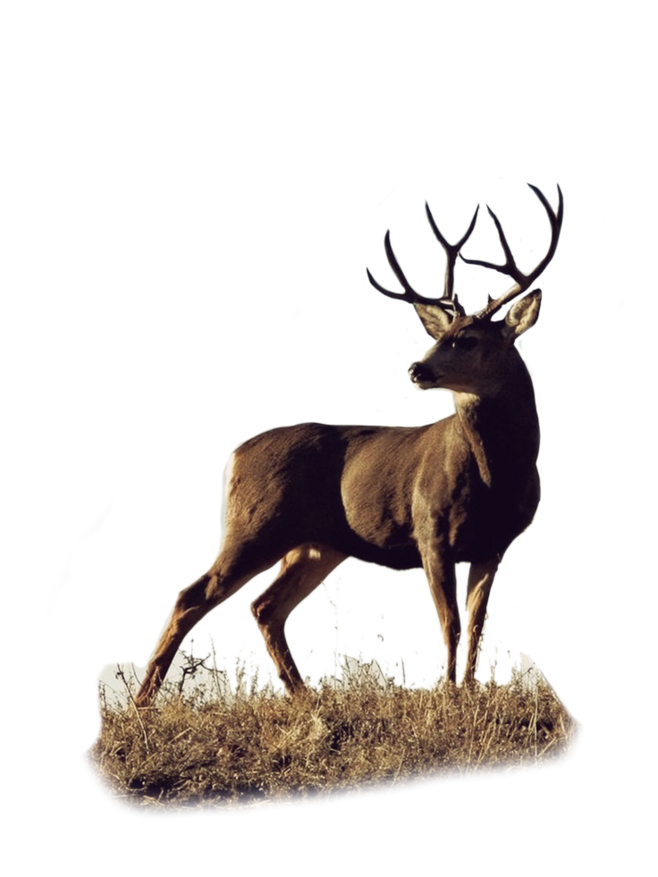 倩倩swyan的个人主页（封面预览） - 主页封面设置 - 站酷设计师倩倩swyan原创素材 - 站酷ZCOOL