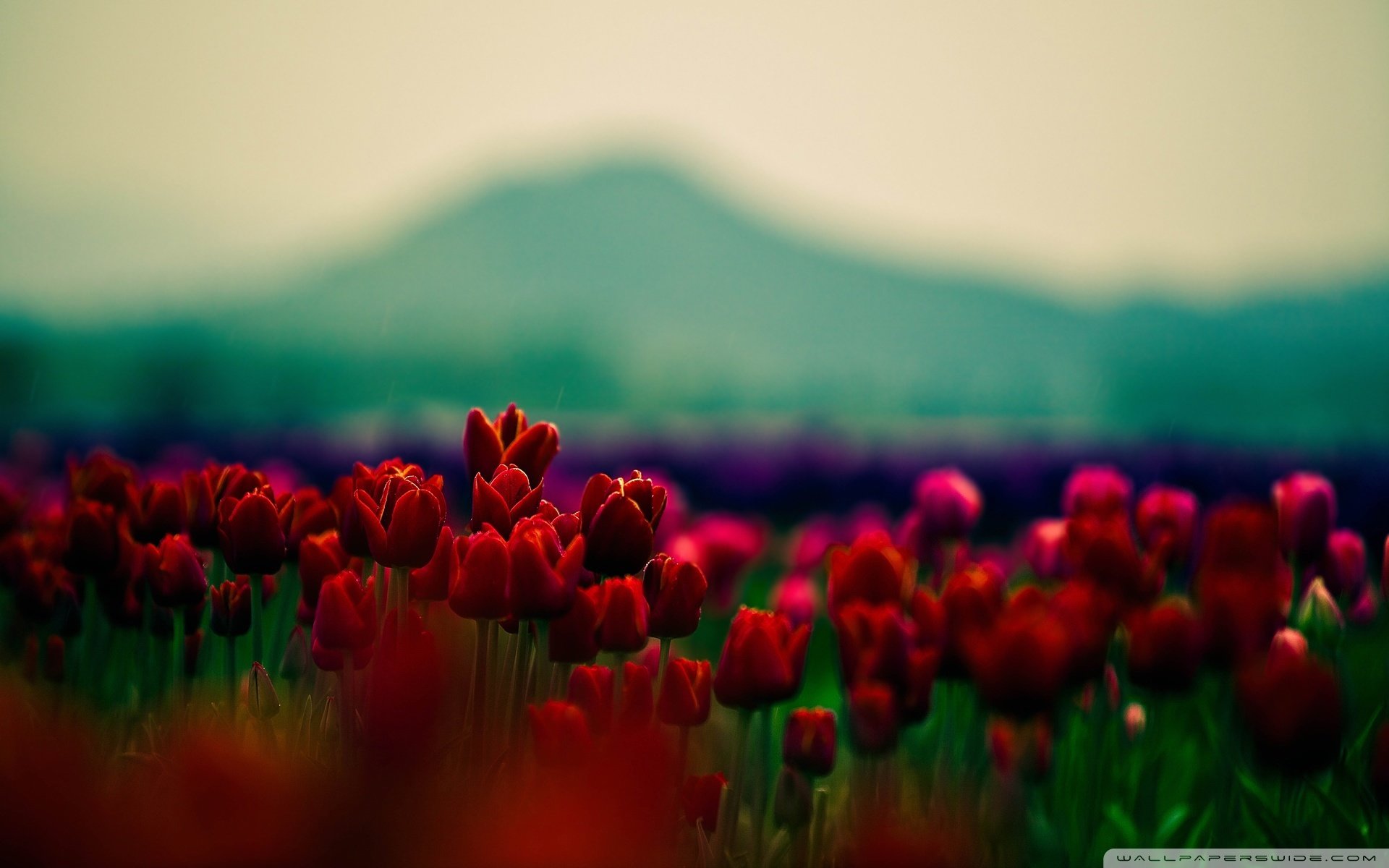 Fs715的个人主页（封面预览） - 主页封面设置 - 站酷设计师Fs715原创素材 - 站酷ZCOOL