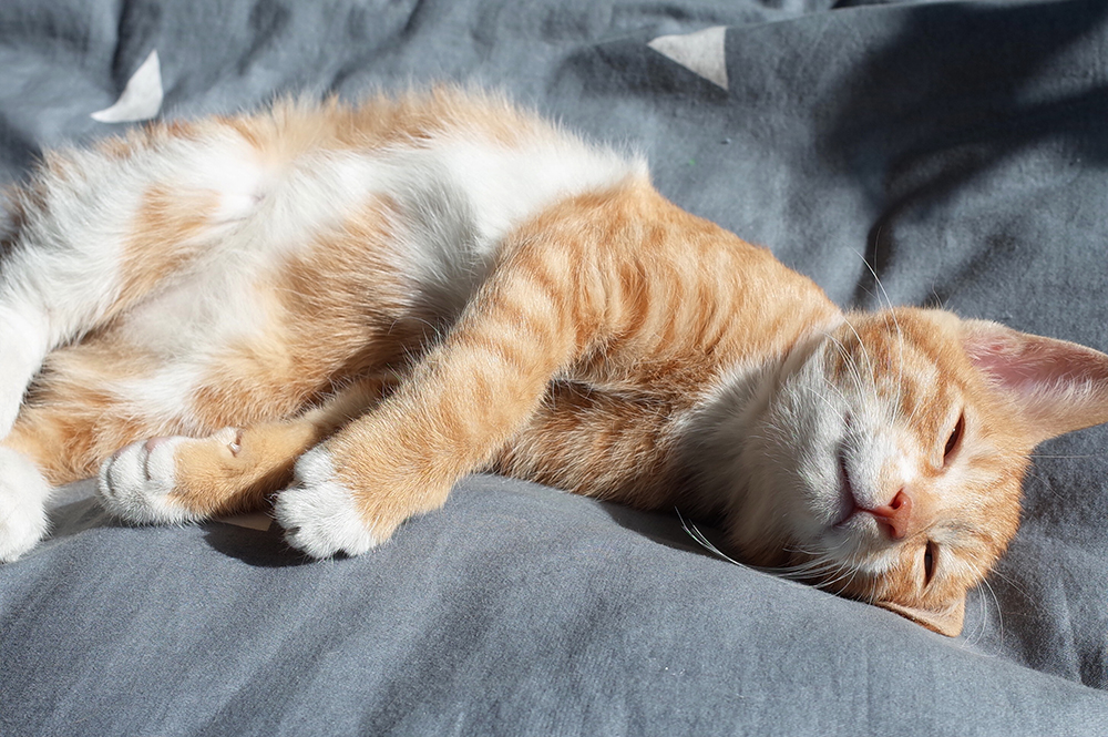 喲喲_吃客Yao的個(gè)人主頁（封面預(yù)覽） - 主頁封面設(shè)置 - 站酷設(shè)計(jì)師喲喲_吃客Yao原創(chuàng)素材 - 站酷ZCOOL