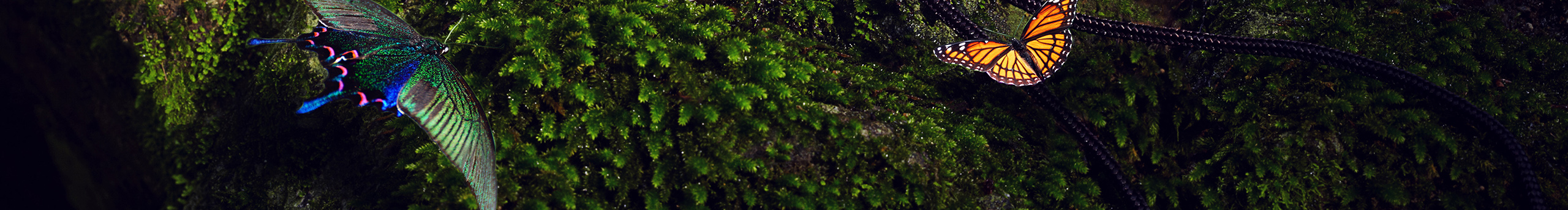 DIANASZ的个人主页（封面预览） - 主页封面设置 - 站酷设计师DIANASZ原创素材 - 站酷ZCOOL