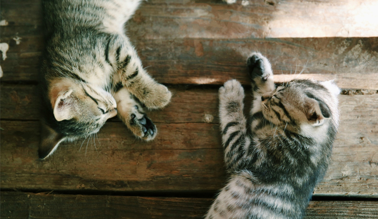 絲風(fēng)的個人主頁（封面預(yù)覽） - 主頁封面設(shè)置 - 站酷設(shè)計師絲風(fēng)原創(chuàng)素材 - 站酷ZCOOL