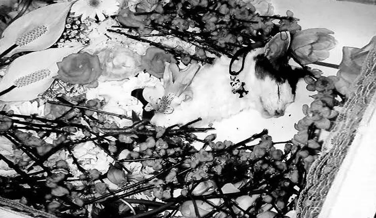 撲棱撲棱大蛾子的個人主頁（封面預覽） - 主頁封面設(shè)置 - 站酷設(shè)計師撲棱撲棱大蛾子原創(chuàng)素材 - 站酷ZCOOL