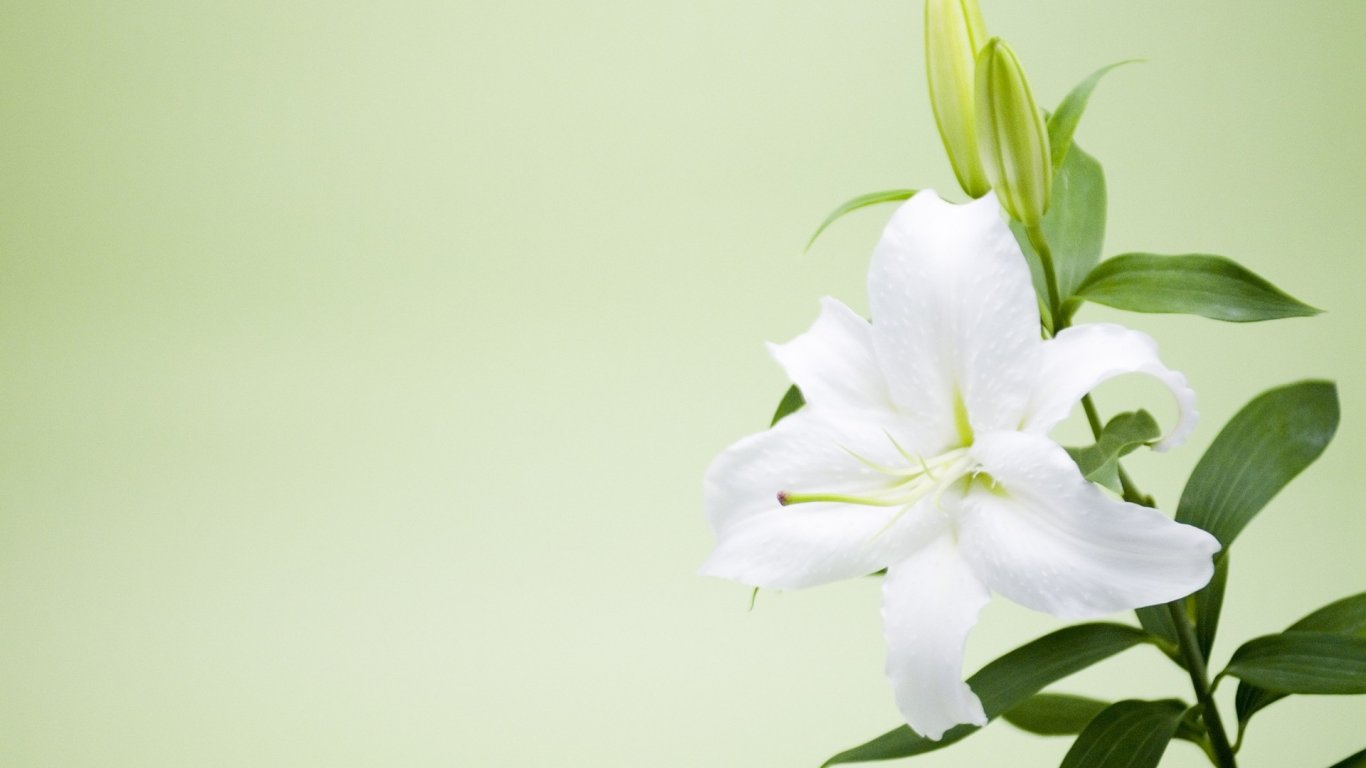 liliya113的個(gè)人主頁（封面預(yù)覽） - 主頁封面設(shè)置 - 站酷設(shè)計(jì)師liliya113原創(chuàng)素材 - 站酷ZCOOL