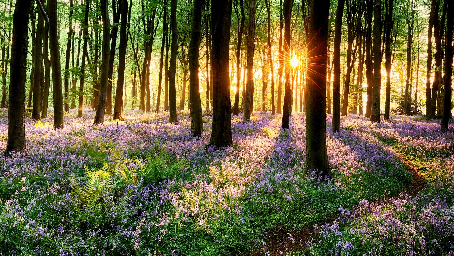 狮子的青苹果的个人主页（封面预览） - 主页封面设置 - 站酷设计师狮子的青苹果原创素材 - 站酷ZCOOL