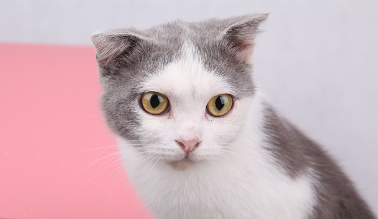 D美1_的个人主页（封面预览） - 主页封面设置 - 站酷设计师D美1_原创素材 - 站酷ZCOOL