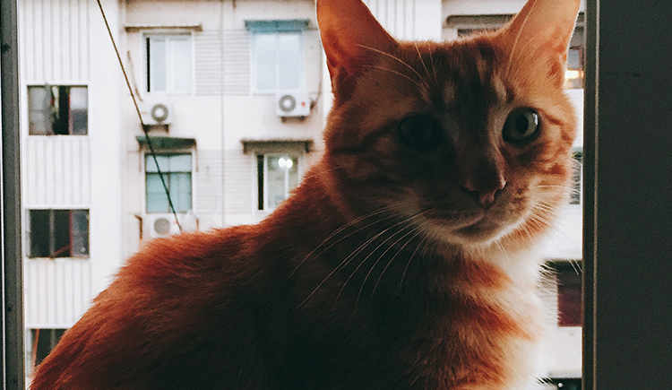 byebyeBrazil的個人主頁（封面預(yù)覽） - 主頁封面設(shè)置 - 站酷設(shè)計師byebyeBrazil原創(chuàng)素材 - 站酷ZCOOL