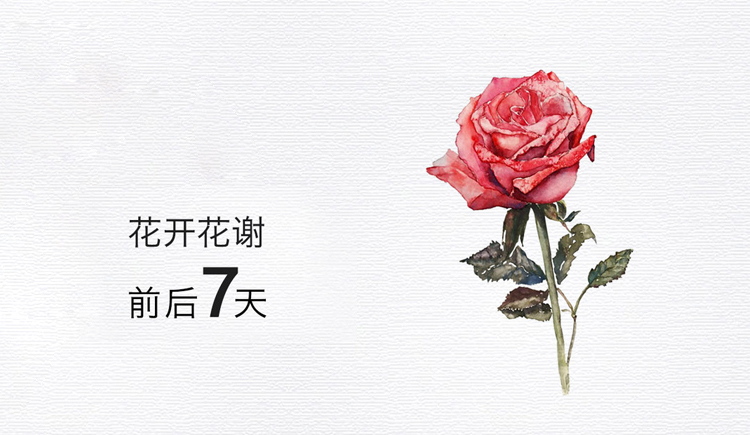 糖宝小可爱的个人主页（封面预览） - 主页封面设置 - 站酷设计师糖宝小可爱原创素材 - 站酷ZCOOL