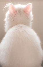 arilv的个人主页（封面预览） - 主页封面设置 - 站酷设计师arilv原创素材 - 站酷ZCOOL