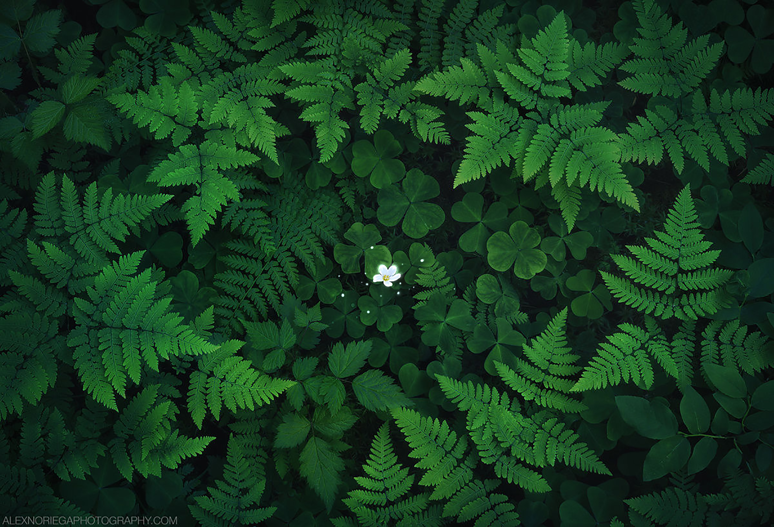 wdongmei321的个人主页（封面预览） - 主页封面设置 - 站酷设计师wdongmei321原创素材 - 站酷ZCOOL