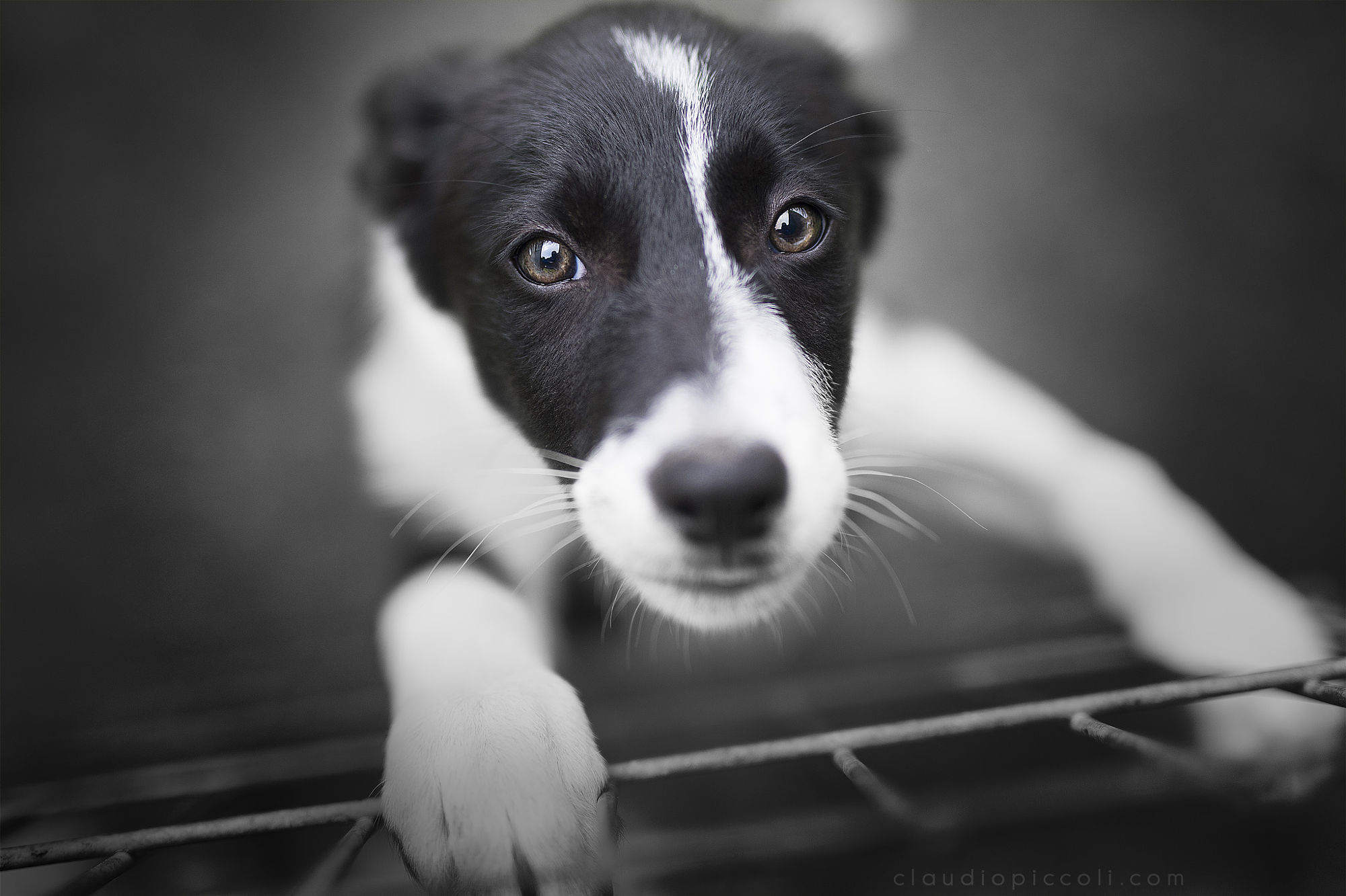 carrotr的个人主页（封面预览） - 主页封面设置 - 站酷设计师carrotr原创素材 - 站酷ZCOOL