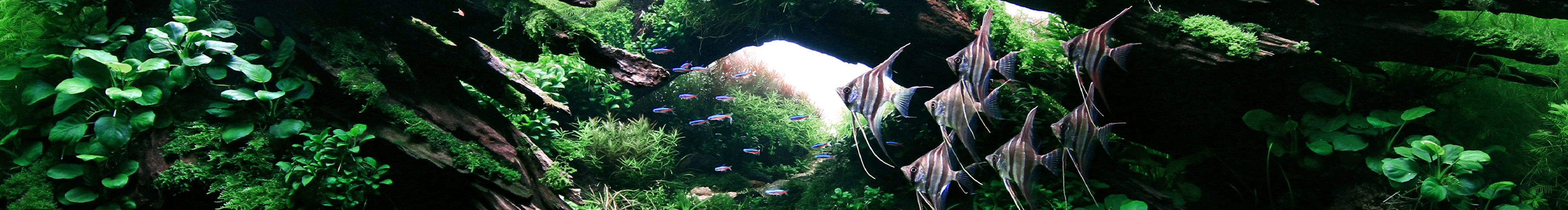 特马头和配忒头的个人主页（封面预览） - 主页封面设置 - 站酷设计师特马头和配忒头原创素材 - 站酷ZCOOL