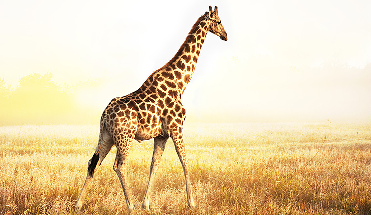 我是黑桃A的个人主页（封面预览） - 主页封面设置 - 站酷设计师我是黑桃A原创素材 - 站酷ZCOOL