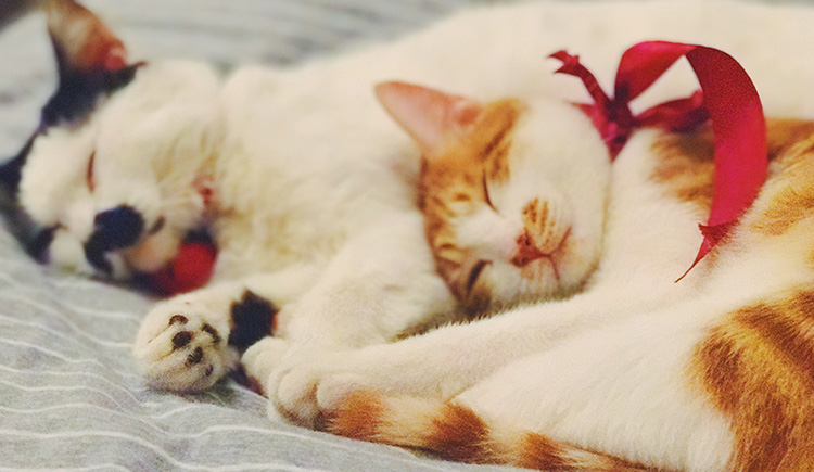 噹噹噹噹的个人主页（封面预览） - 主页封面设置 - 站酷设计师噹噹噹噹原创素材 - 站酷ZCOOL