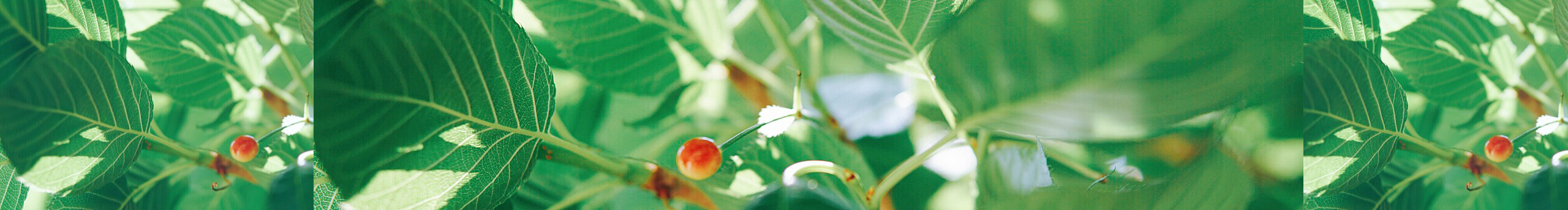 金小榆Zoie的个人主页（封面预览） - 主页封面设置 - 站酷设计师金小榆Zoie原创素材 - 站酷ZCOOL