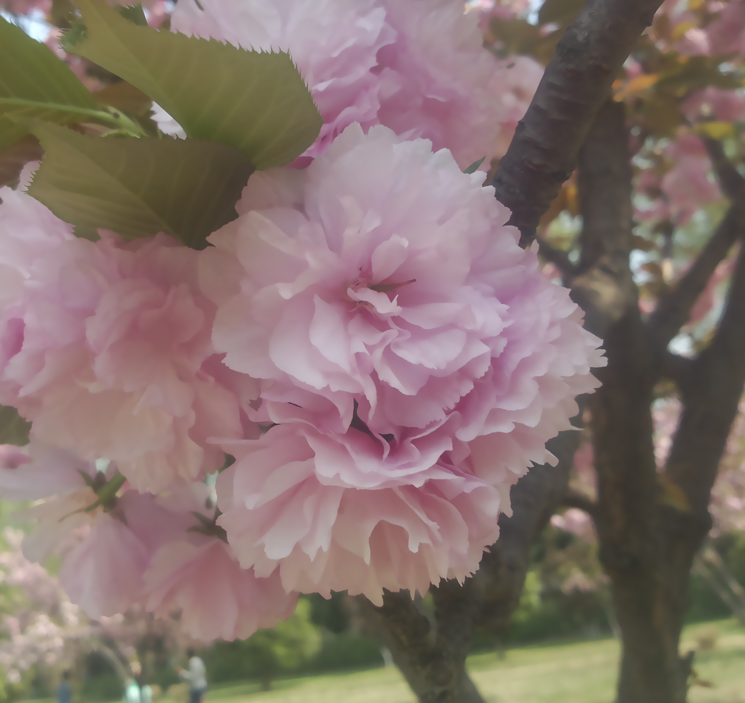 素墨晴嵐的個(gè)人主頁（封面預(yù)覽） - 主頁封面設(shè)置 - 站酷設(shè)計(jì)師素墨晴嵐原創(chuàng)素材 - 站酷ZCOOL