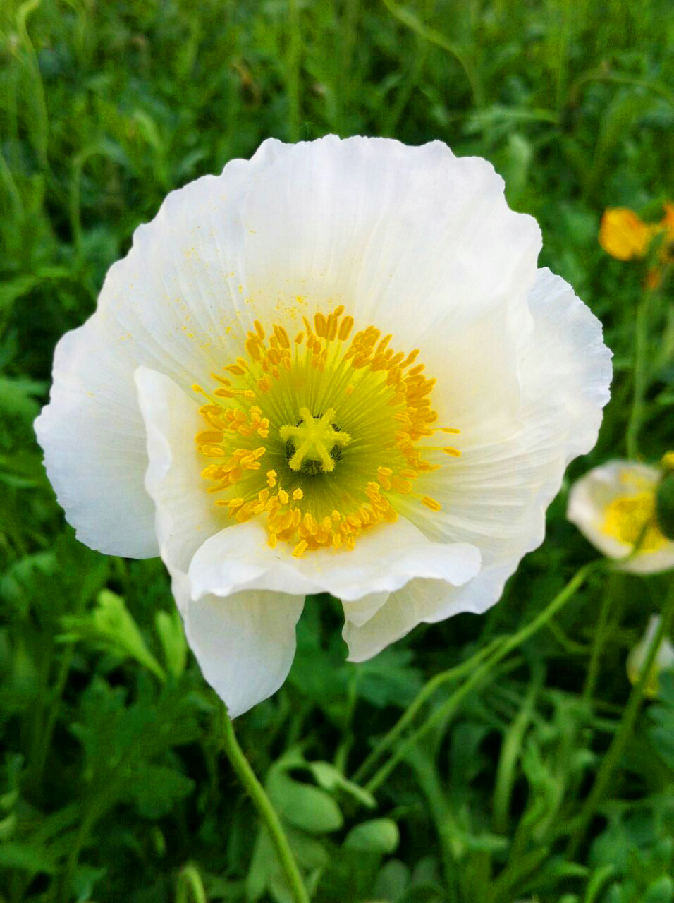 李小白的白的个人主页（封面预览） - 主页封面设置 - 站酷设计师李小白的白原创素材 - 站酷ZCOOL