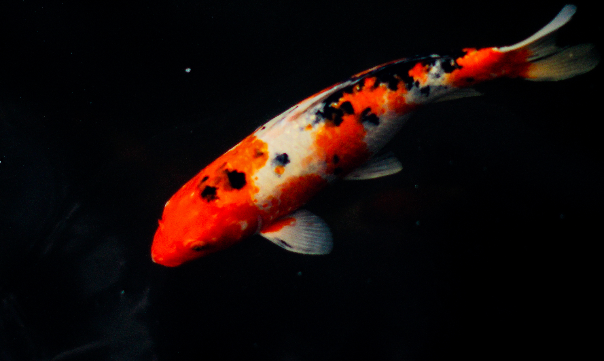 老葉嗨的個(gè)人主頁（封面預(yù)覽） - 主頁封面設(shè)置 - 站酷設(shè)計(jì)師老葉嗨原創(chuàng)素材 - 站酷ZCOOL