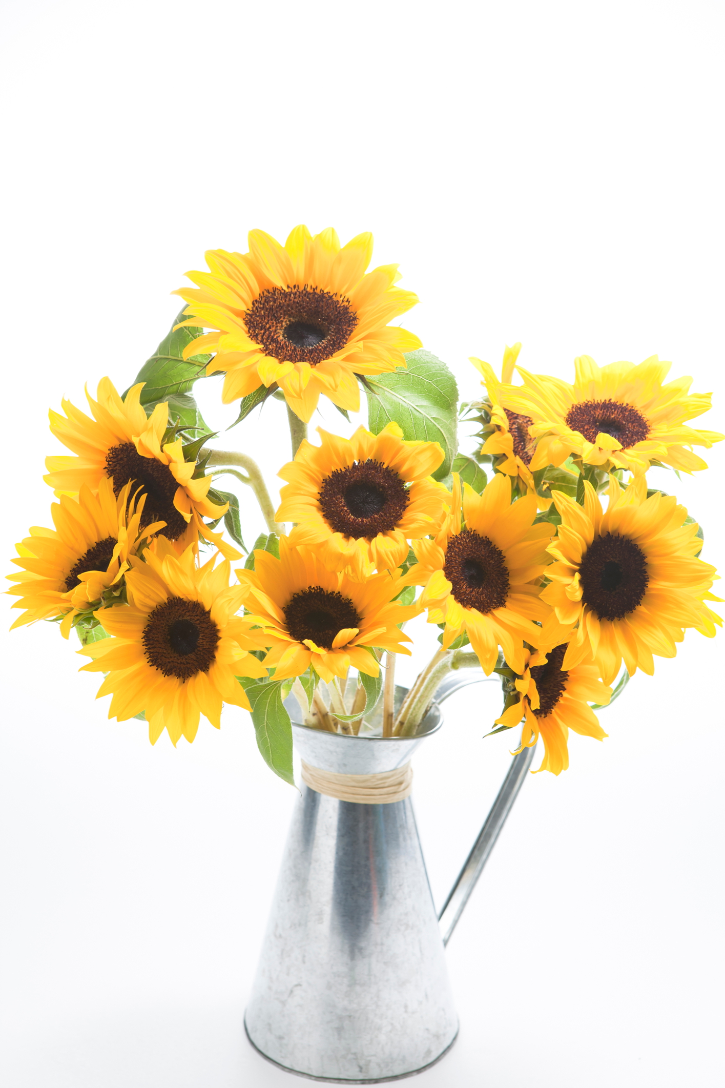 honelotus的個人主頁（封面預覽） - 主頁封面設置 - 站酷設計師honelotus原創(chuàng)素材 - 站酷ZCOOL