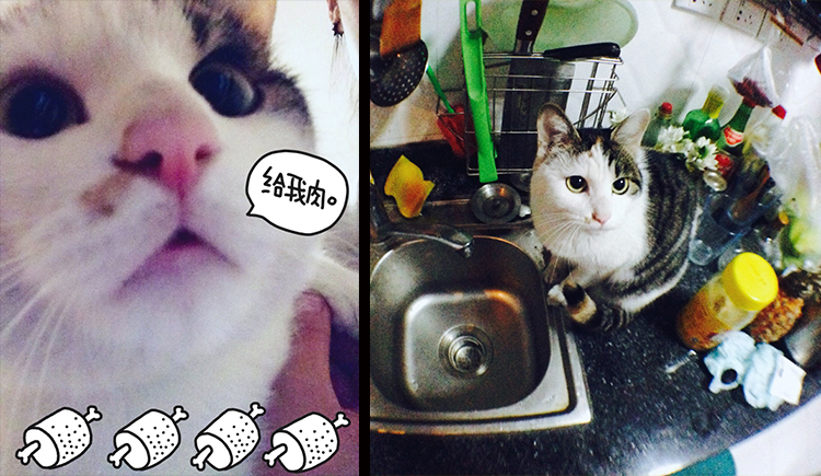 豚豚neko的个人主页（封面预览） - 主页封面设置 - 站酷设计师豚豚neko原创素材 - 站酷ZCOOL