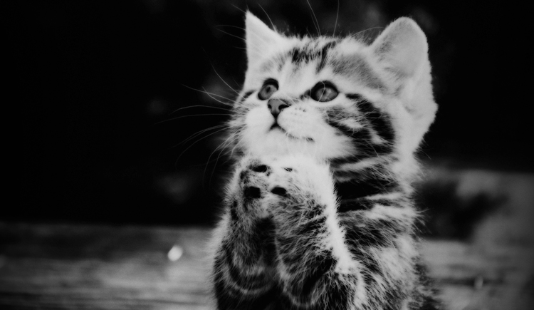 木易小灰的个人主页（封面预览） - 主页封面设置 - 站酷设计师木易小灰原创素材 - 站酷ZCOOL