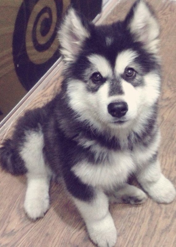 yuan131的个人主页（封面预览） - 主页封面设置 - 站酷设计师yuan131原创素材 - 站酷ZCOOL