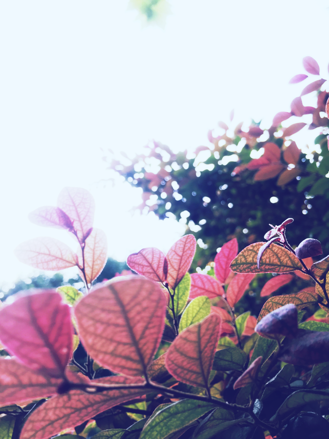 srui1991的个人主页（封面预览） - 主页封面设置 - 站酷设计师srui1991原创素材 - 站酷ZCOOL