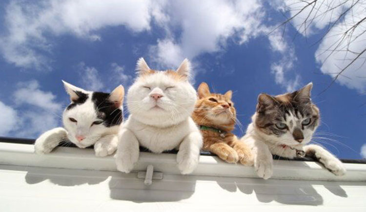 WangAki的个人主页（封面预览） - 主页封面设置 - 站酷设计师WangAki原创素材 - 站酷ZCOOL