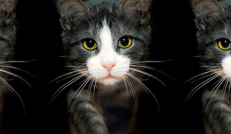 SanOnlyCat的个人主页（封面预览） - 主页封面设置 - 站酷设计师SanOnlyCat原创素材 - 站酷ZCOOL