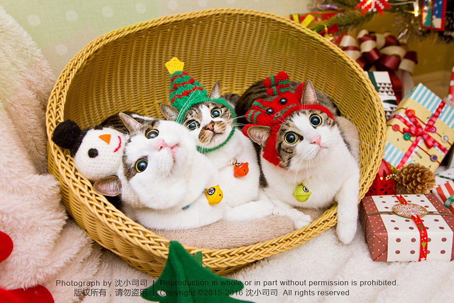 Sister_juju的个人主页（封面预览） - 主页封面设置 - 站酷设计师Sister_juju原创素材 - 站酷ZCOOL