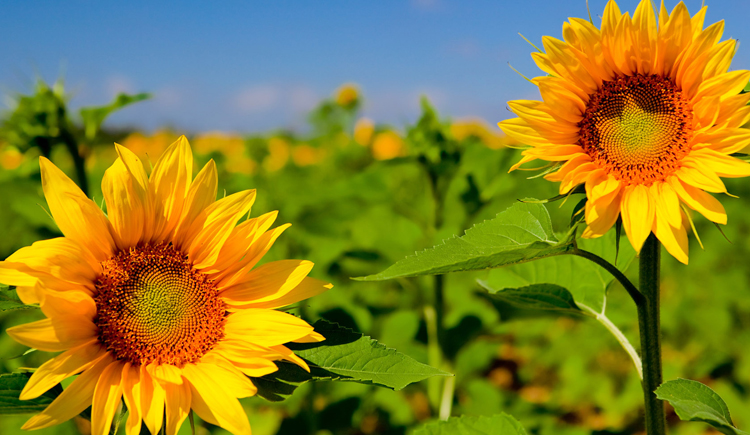 森林中年少女的个人主页（封面预览） - 主页封面设置 - 站酷设计师森林中年少女原创素材 - 站酷ZCOOL