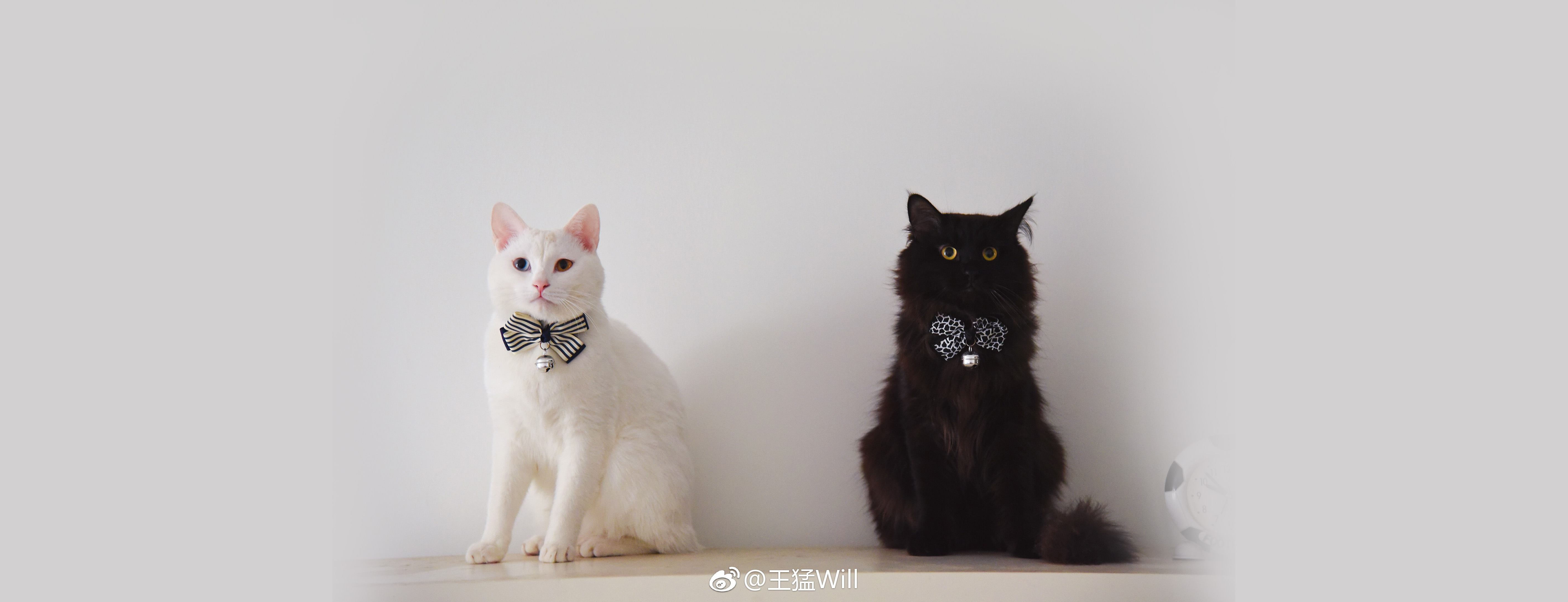 王猛Will的个人主页（封面预览） - 主页封面设置 - 站酷设计师王猛Will原创素材 - 站酷ZCOOL