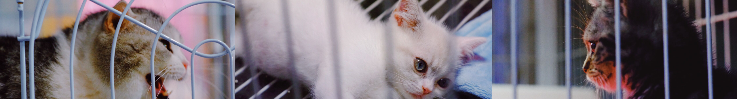 克莱尔猫的个人主页（封面预览） - 主页封面设置 - 站酷设计师克莱尔猫原创素材 - 站酷ZCOOL